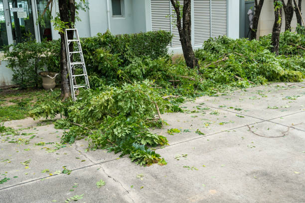  Chase, PA Tree Removal Pros