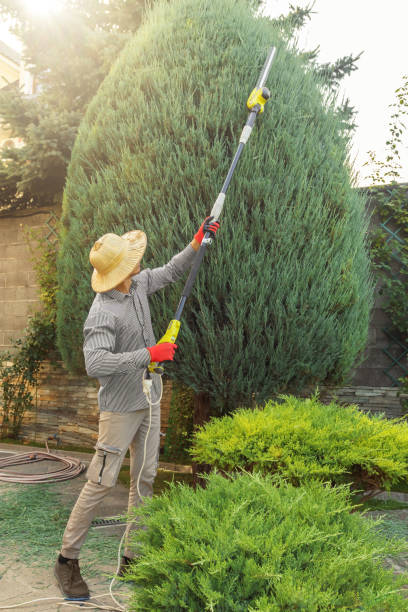 How Our Tree Care Process Works  in  Chase, PA